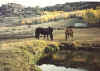 pasture